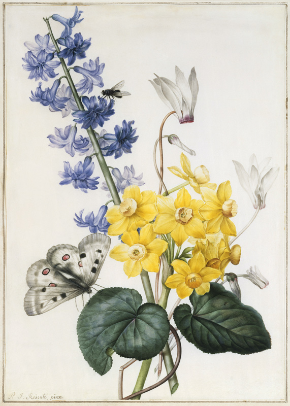 Hyacinth, Cyclamen and Narcissi von Pierre Joseph Redouté