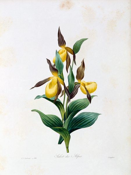 Lady s Slipper / Redouté von Pierre Joseph Redouté
