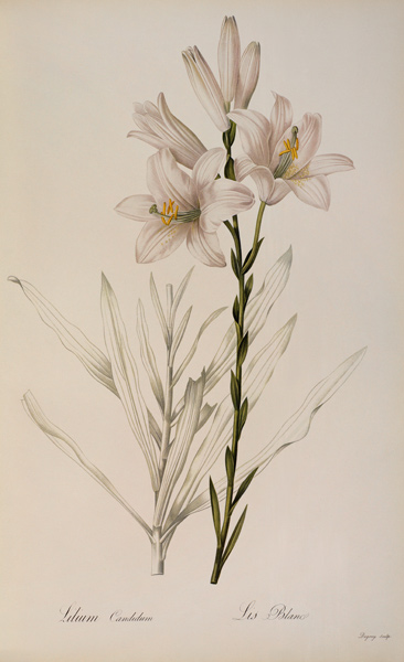 Lilium Candidum, from `Les Liliacees' von Pierre Joseph Redouté