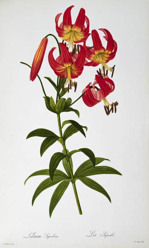 Lilium Superbum, from `Les Liliacees' von Pierre Joseph Redouté
