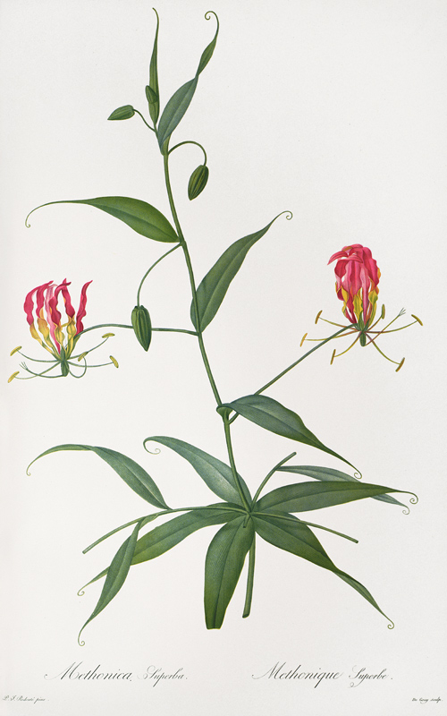 Methonica Superba, from `Les Liliacees' von Pierre Joseph Redouté