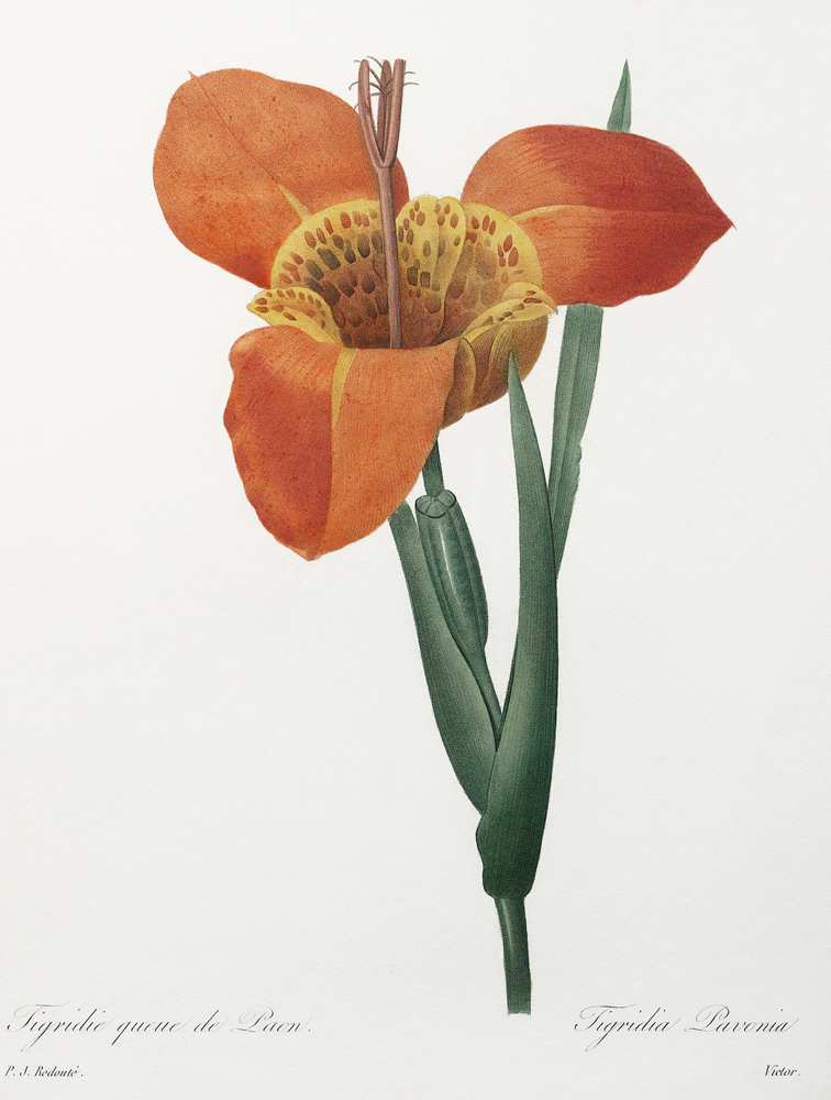 Mexican Tiger Flower / Redouté von Pierre Joseph Redouté