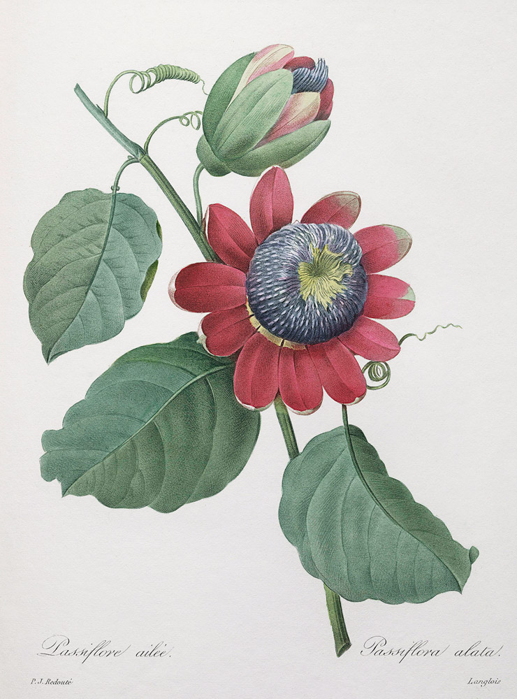 Passion flower von Pierre Joseph Redouté