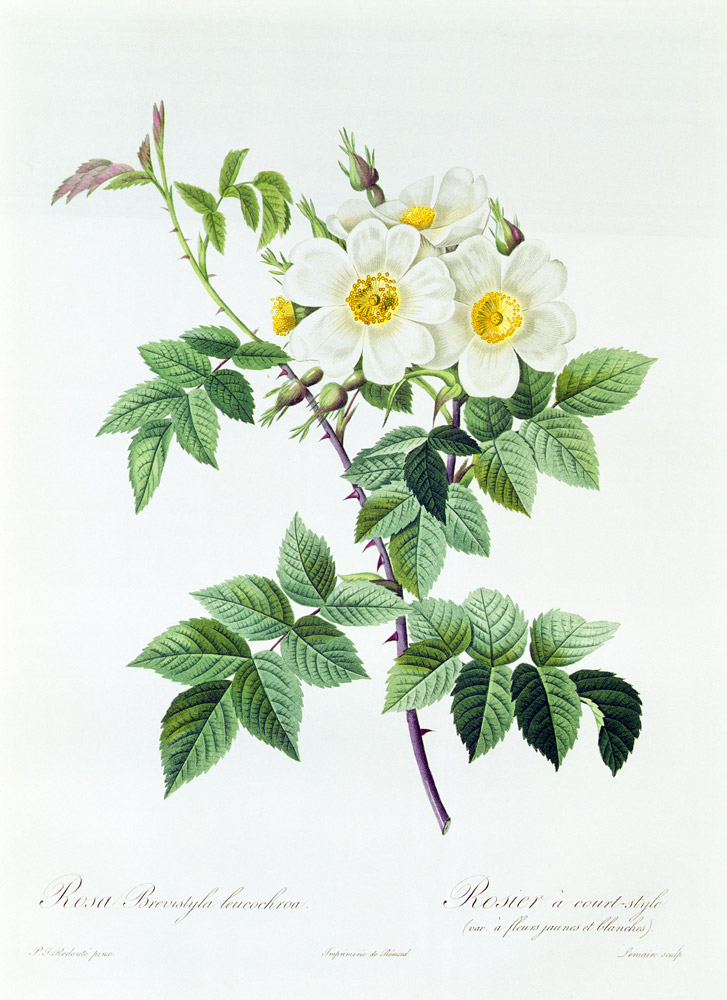 Rosa Brevistyla Leucochroa von Pierre Joseph Redouté