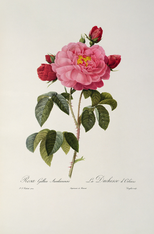 Rosa Gallica Aurelianensis or the Duchess of Orleans from, 'Les Roses' von Pierre Joseph Redouté