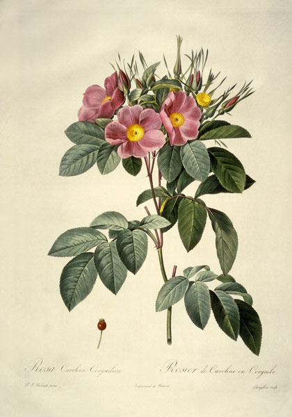 Rosa Carolina Corymbosa nach Pierre-Joseph Redoute von Pierre Joseph Redouté