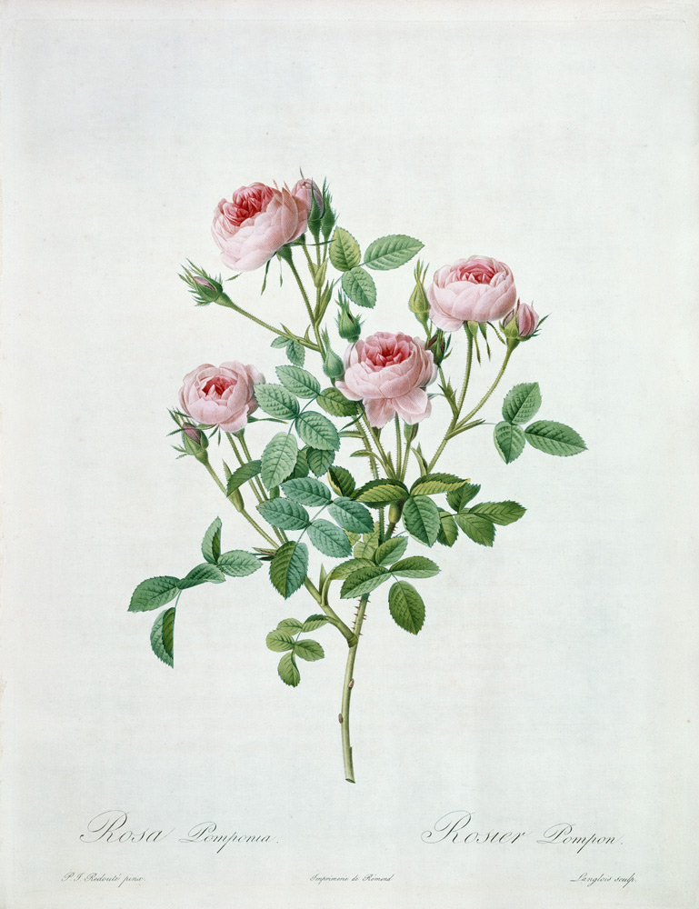 Rosa pomponia, engraved by Langlois, from 'Les Roses' von Pierre Joseph Redouté