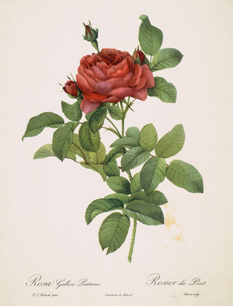 Rose / Stipple Engraving after Redoute von Pierre Joseph Redouté