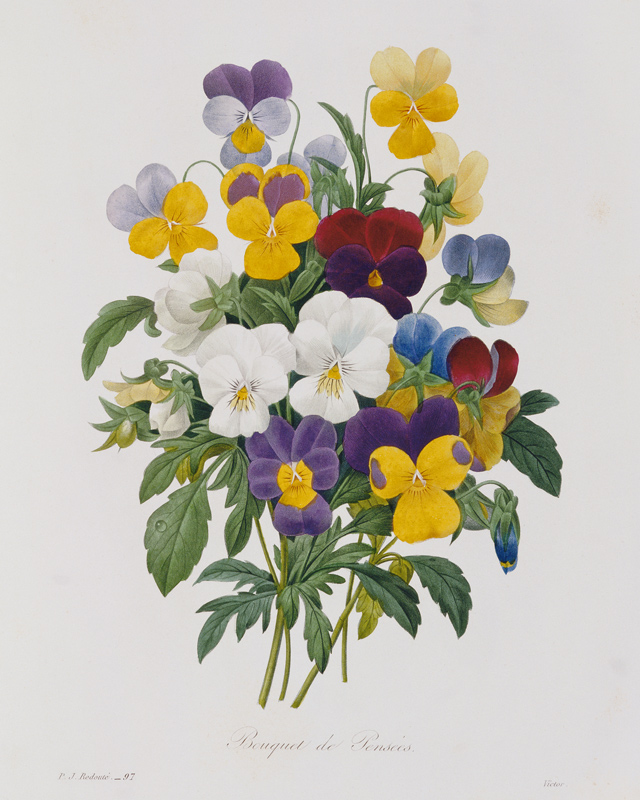 Bouquet of Pansies, engraved by Victor, from 'Choix des Plus Belles Fleurs' von Pierre Joseph Redouté