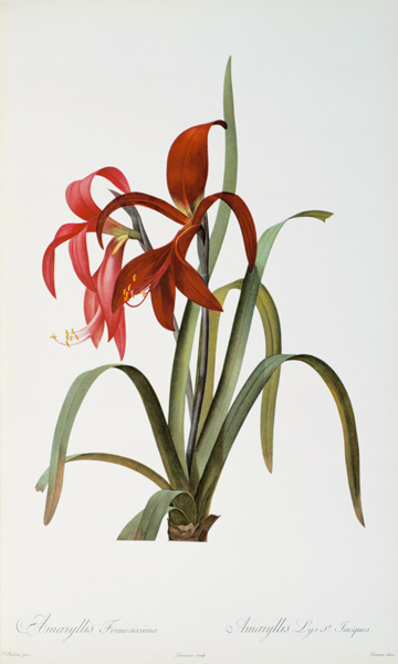 Amaryllis Formosissima, from `Les Liliacees' von Pierre Joseph Redouté