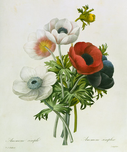 Anemone: Simple, from 'Les Choix des Plus Belles Fleurs' von Pierre Joseph Redouté