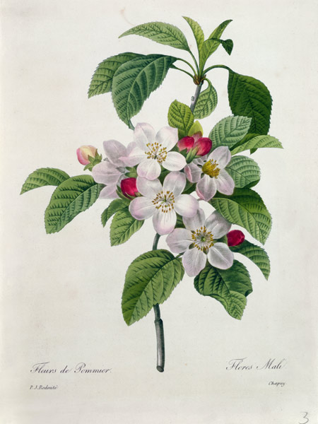Apfelblüte, aus 'Les Choix des Plus Belles Fleurs' von Pierre Joseph Redouté