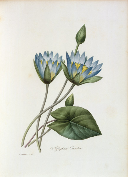 Blue Lotus / Redouté von Pierre Joseph Redouté