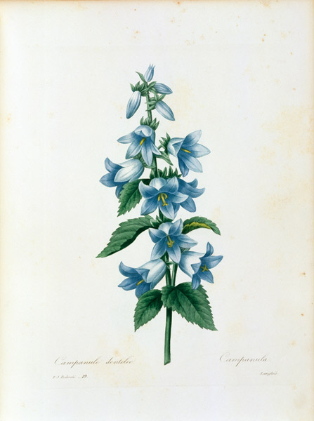 Bluebell / Redouté von Pierre Joseph Redouté