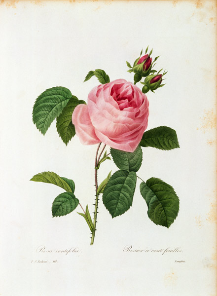 Cabbage Rose / Redouté 1835 von Pierre Joseph Redouté