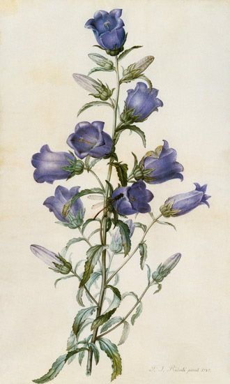 Campanula: Medium (Canterbury Bell) von Pierre Joseph Redouté