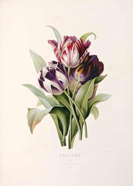Tulips von Pierre Joseph Redouté
