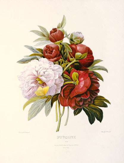 Peonies von Pierre Joseph Redouté