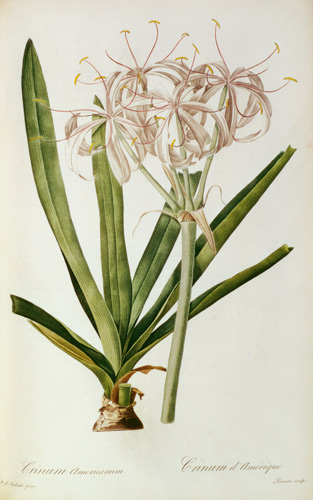 Crinum Americanum, from `Les Liliacees' von Pierre Joseph Redouté