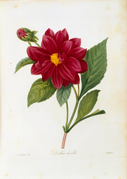 Double Dahlia / Redouté von Pierre Joseph Redouté