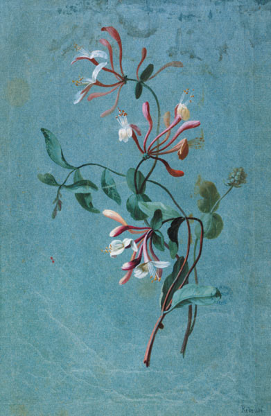 Honeysuckle von Pierre Joseph Redouté