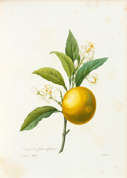 Orange von Pierre Joseph Redouté