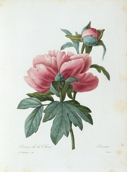 Pfingstrose von Pierre Joseph Redouté