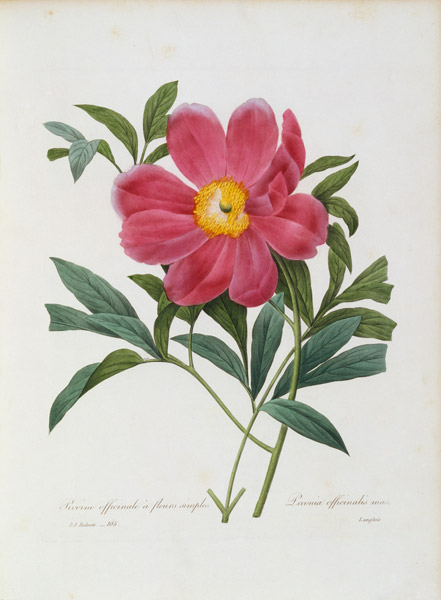 Peony  von Pierre Joseph Redouté