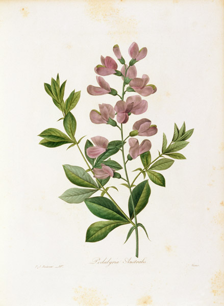 Podalyria Australis / Redouté von Pierre Joseph Redouté