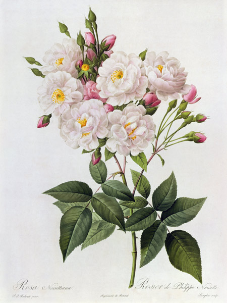 Rosa Noisettiana von Pierre Joseph Redouté