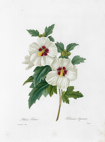 Rose of Sharon / Redouté von Pierre Joseph Redouté