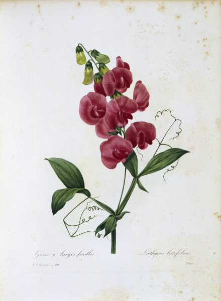 Sweet Peae von Pierre Joseph Redouté