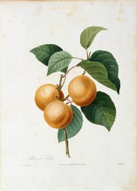Apricot / Pierre Joseph Redouté