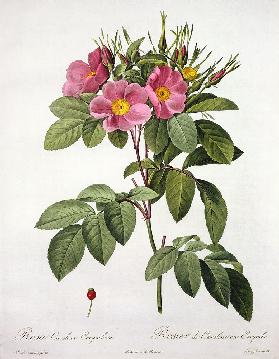 Rosa Carolina Corymbosa, engraved by Langlois