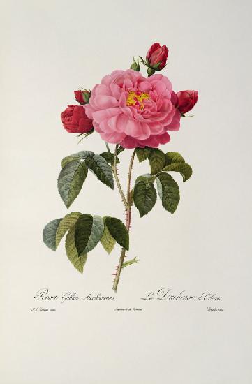 Rosa Gallica Aurelianensis or the Duchess of Orleans from, 'Les Roses'
