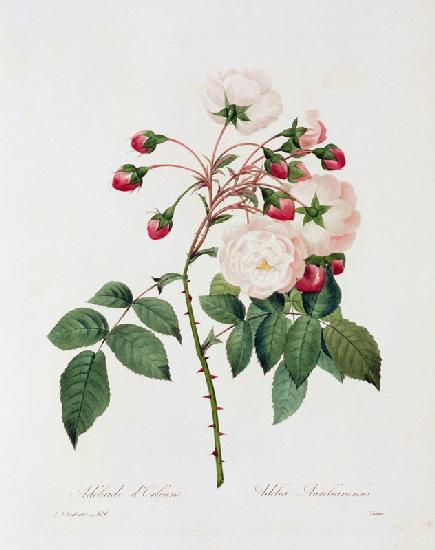 Rose Adelia Aurelianensis