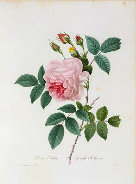 Tea Rose 1835
