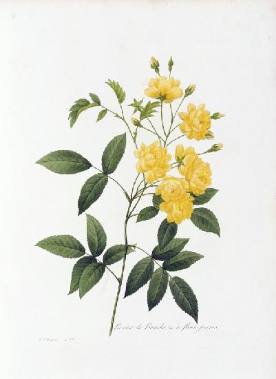 Yellow Lady Banks Rose