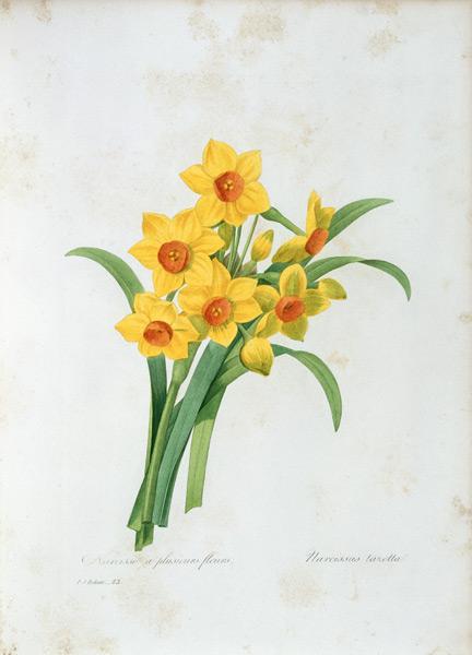 Bunch-flowered Narcissus