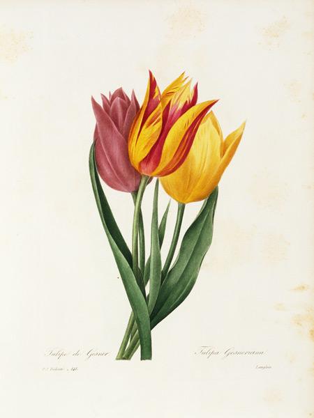 Didier s tulip