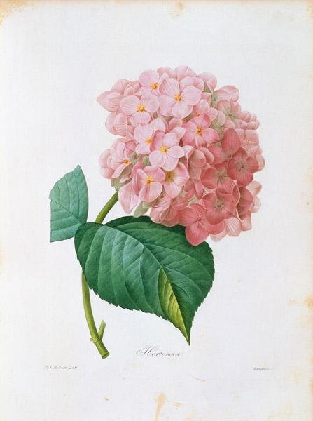 Hydrangea (Hortensie)