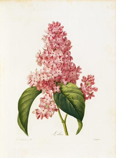 Lilac / Redouté