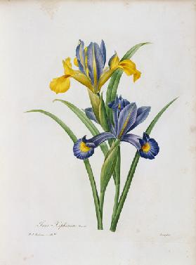 Spanische Schwertlilie (aus: P.J.Redouté, Choix des plus belles fleurs)