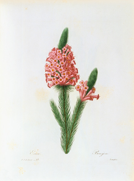 Tree Heather von Pierre Joseph Redouté