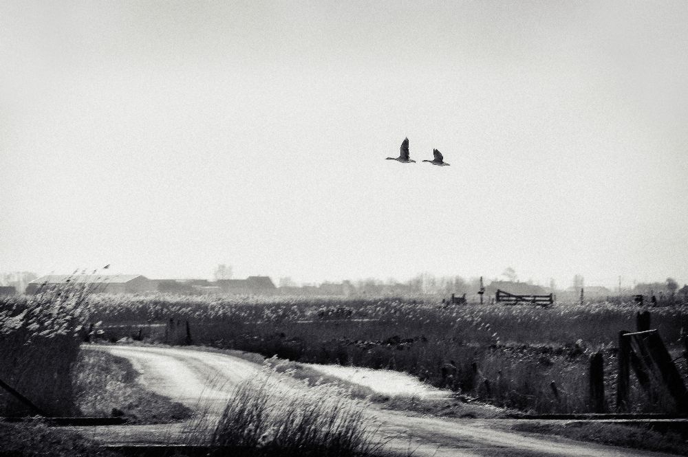 das Rauschen des Windes von Piet Flour