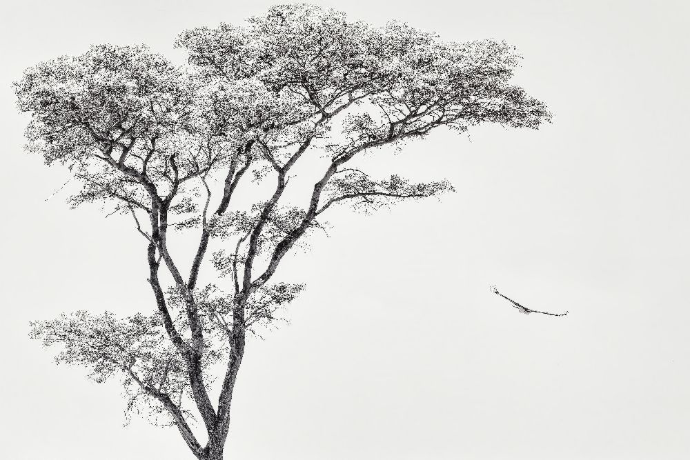 der afrikanische Adler von Piet Flour