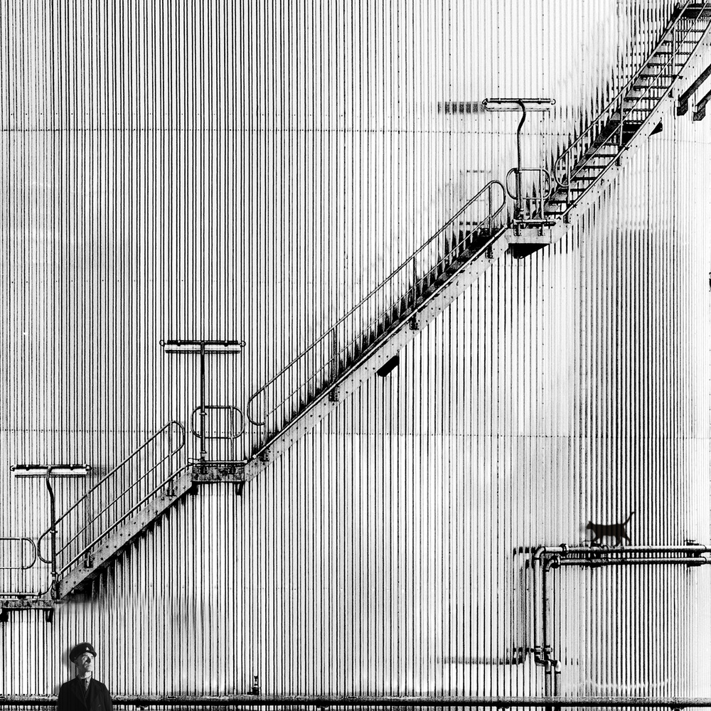 the guardians cat von Piet Flour