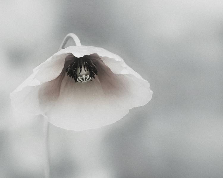 Ephemeral Beauty von Piet Flour