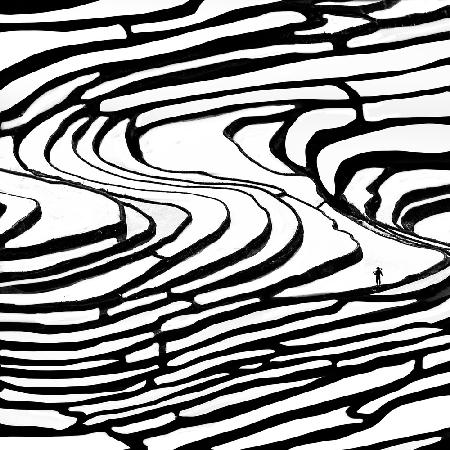 rice fields in Yuanyang