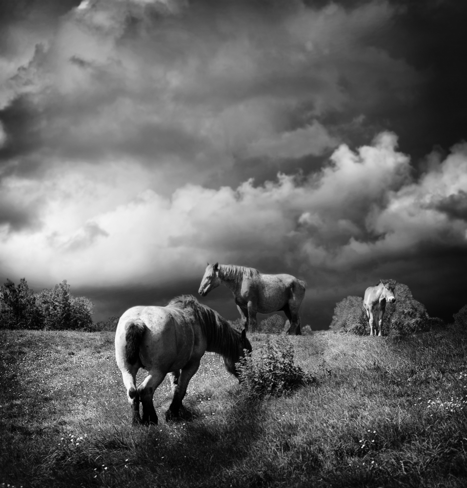 summertime von Piet Flour